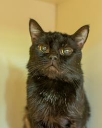 Shelter Stray Male Cat last seen Near Tilson Rd, Decatur, GA, 30032, 30032, GA, 3280 Chamblee Dunwoody Rd, Chamblee, GA 30341, USA
