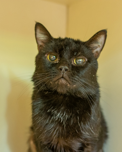 Shelter Stray Male Cat last seen Near Tilson Rd, Decatur, GA, 30032, 30032, GA, 3280 Chamblee Dunwoody Rd, Chamblee, GA 30341, USA