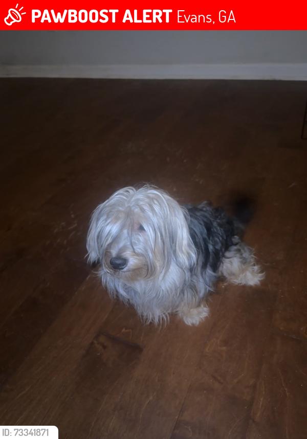 Lost Male Dog last seen Evans High School, Evans, GA 30809