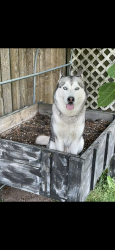Reunited Female Dog last seen Norris & 4th Plain, Vancouver, WA 98661