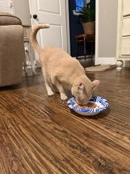 Reunited Male Cat last seen Bluestem Section of Light Farms Subdivision, Celina, TX 75009