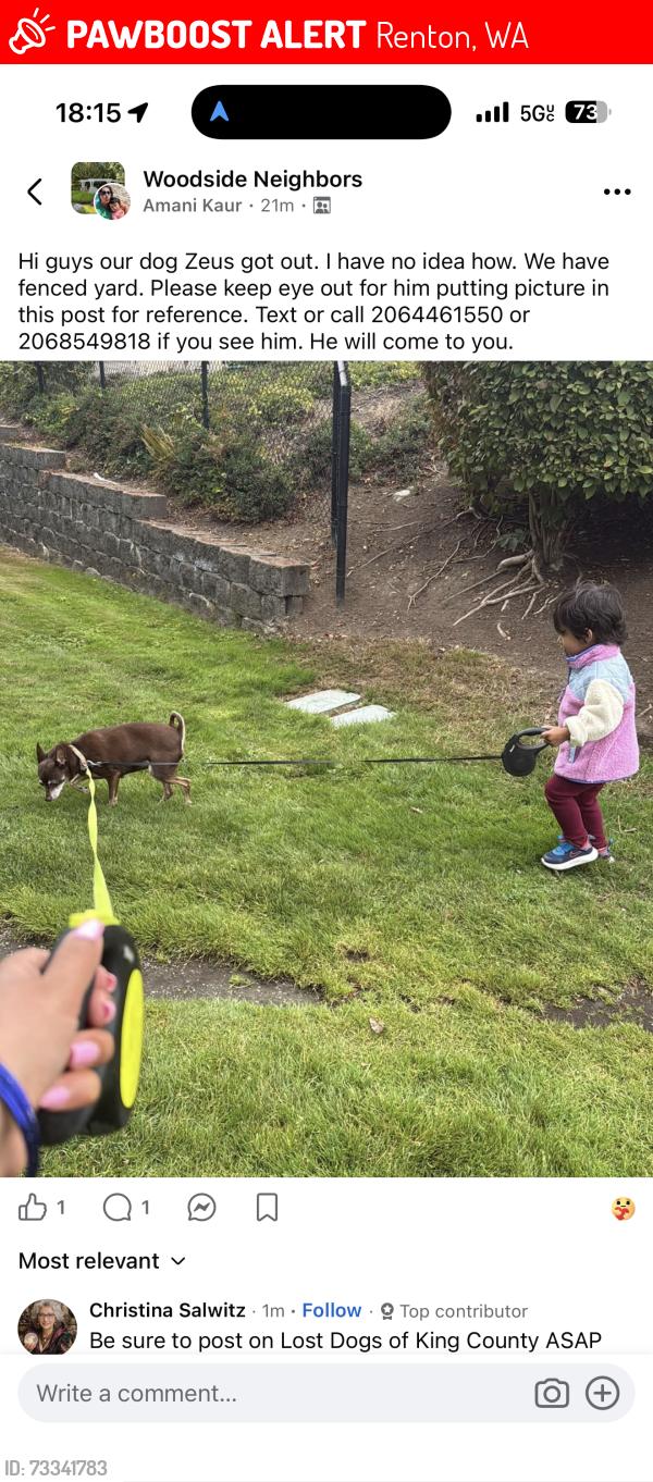 Lost Male Dog last seen 164th way, woodside neighborhood, Renton, WA 98058