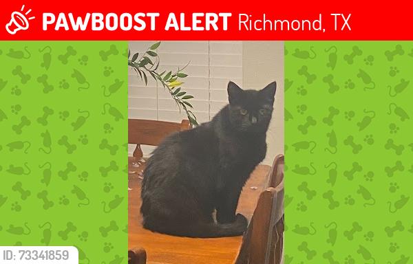 Lost Female Cat last seen Canyon fields Drive, Richmond, TX 77406