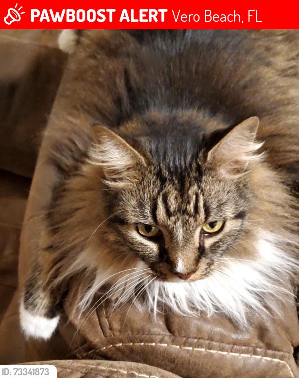 Lost Male Cat last seen 21st street, Vero Beach, FL 32962