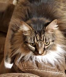 Lost Male Cat last seen 21st street, Vero Beach, FL 32962