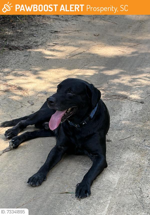 Found/Stray Male Dog last seen In between Dollar General & Sligh’s Superette, Prosperity, SC 29127
