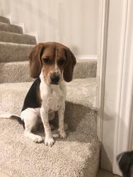 Lost Female Dog last seen Center and Highridge, Arlington, TX 76014