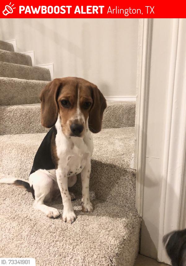 Lost Female Dog last seen Center and Highridge, Arlington, TX 76014