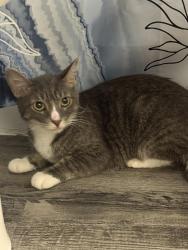Found/Stray Female Cat last seen 113th Ave, Tampa, FL 33612