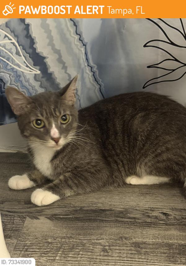 Found/Stray Female Cat last seen 113th Ave, Tampa, FL 33612