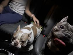 Reunited Unknown Dog last seen Elm Grove Rd, Wylie, TX, USA, Wylie, TX 75048