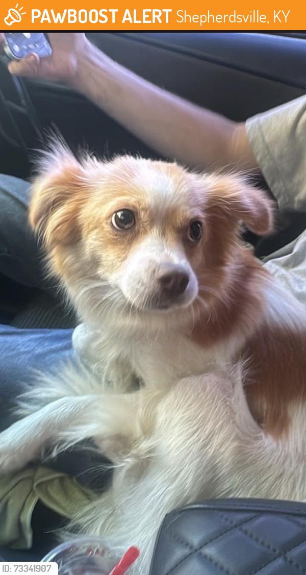 Found/Stray Female Dog last seen Skyview and Applegate, Shepherdsville, KY 40165