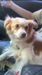 Found/Stray Female Dog last seen Skyview and Applegate, Shepherdsville, KY 40165