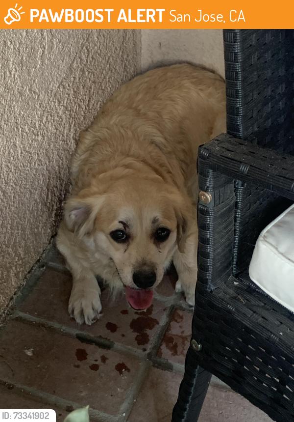 Found/Stray Unknown Dog last seen Sager Way & Cree Dr, San Jose, CA 95123