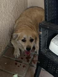 Found/Stray Unknown Dog last seen Sager Way & Cree Dr, San Jose, CA 95123
