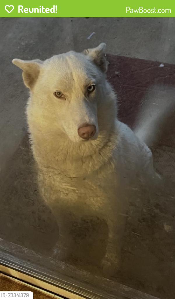 Reunited Female Dog last seen Krameria Ave, Moreno Valley, CA 92551