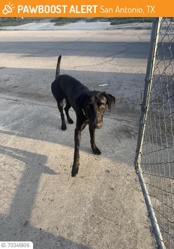 Found/Stray Male Dog last seen Stonewall and Pleasanton, San Antonio, TX 78214