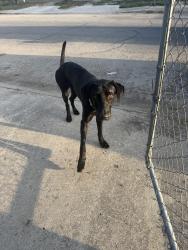 Found/Stray Male Dog last seen Stonewall and Pleasanton, San Antonio, TX 78214