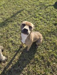 Lost Male Dog last seen Thorobred drive, Lafayette Parish, LA 70507