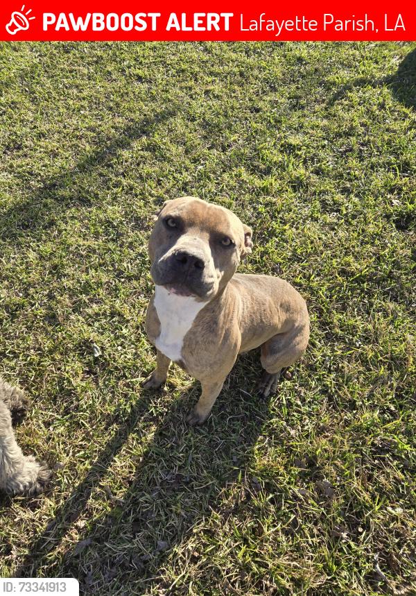 Lost Male Dog last seen Thorobred drive, Lafayette Parish, LA 70507