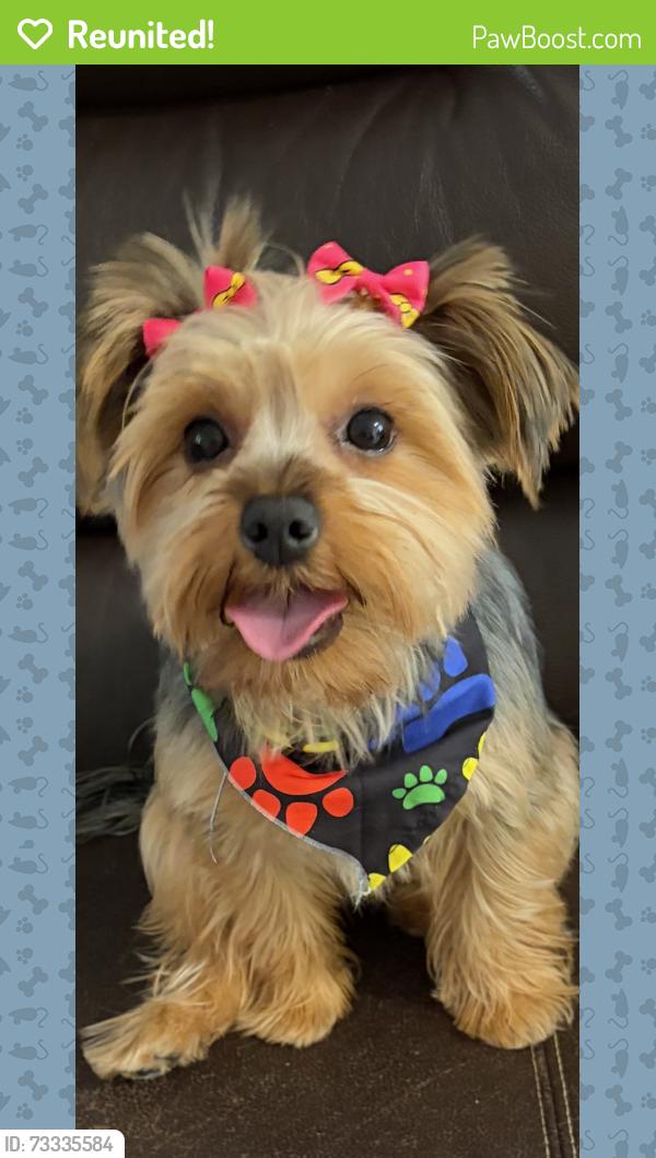 Reunited Female Dog last seen 40st and 103 ave, Miami, FL 33165