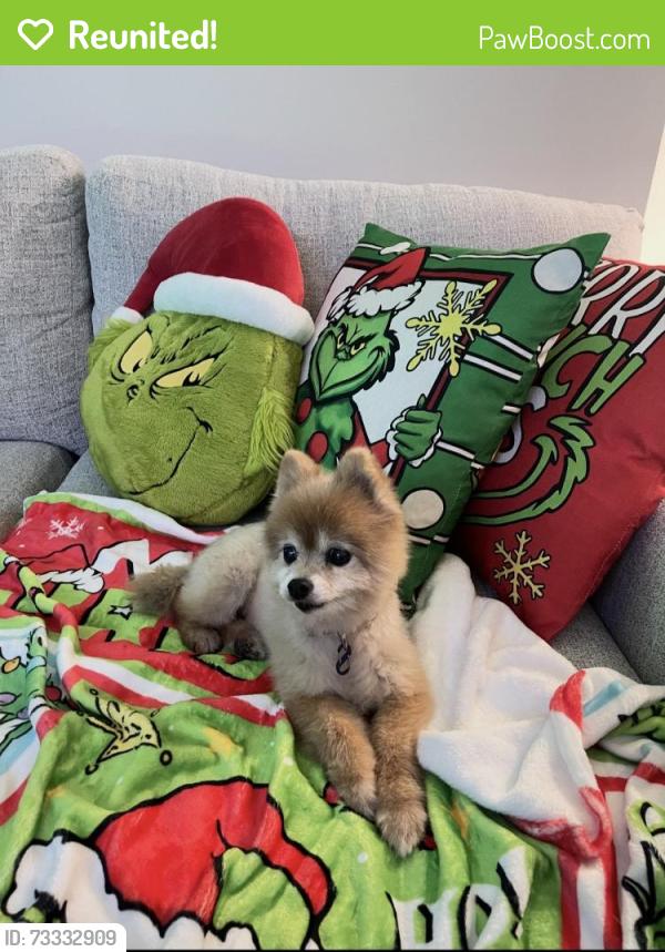 Reunited Female Dog last seen Near silver oak drive, Fort Pierce, FL 34982