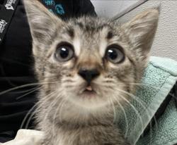 Shelter Stray Male Cat last seen Near 43rd Street, San Diego, CA, 92105, 5500 Gaines St, San Diego, CA 92110, USA
