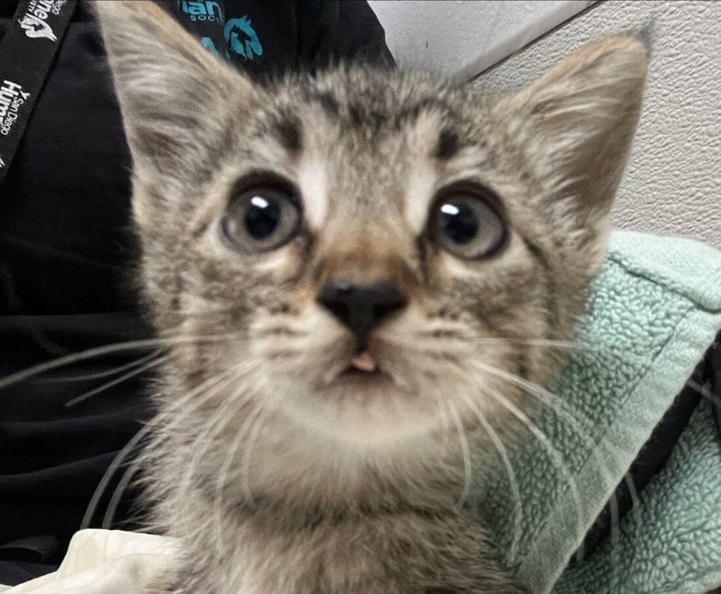 Shelter Stray Male Cat last seen Near 43rd Street, San Diego, CA, 92105, 5500 Gaines St, San Diego, CA 92110, USA