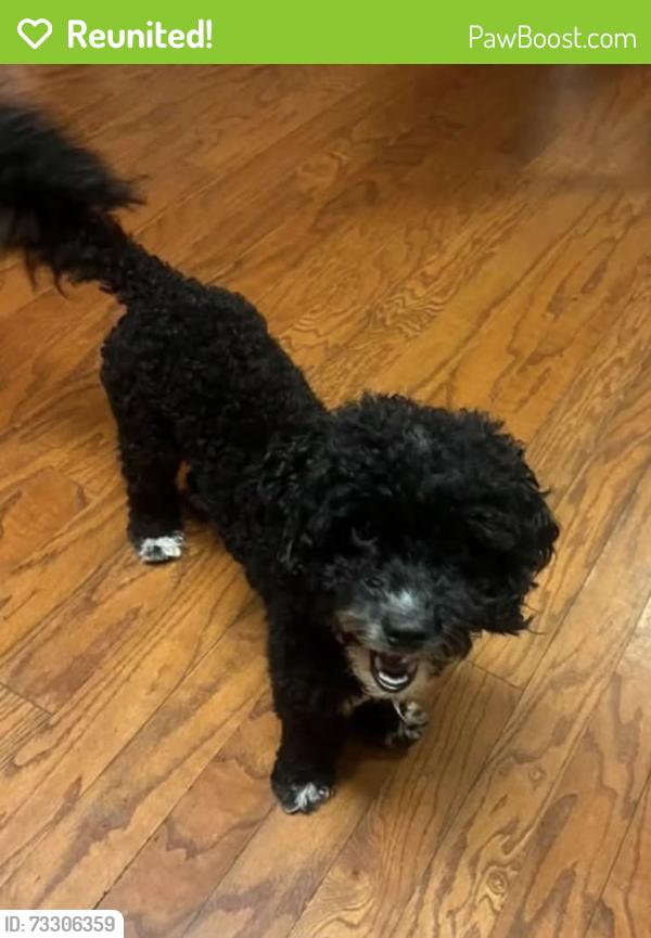 Reunited Female Dog last seen Beltline & pioneer, Grand Prairie, TX 75052