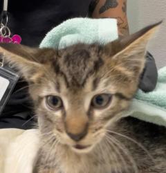 Shelter Stray Male Cat last seen Near 43rd Street, San Diego, CA, 92105, 5500 Gaines St, San Diego, CA 92110, USA