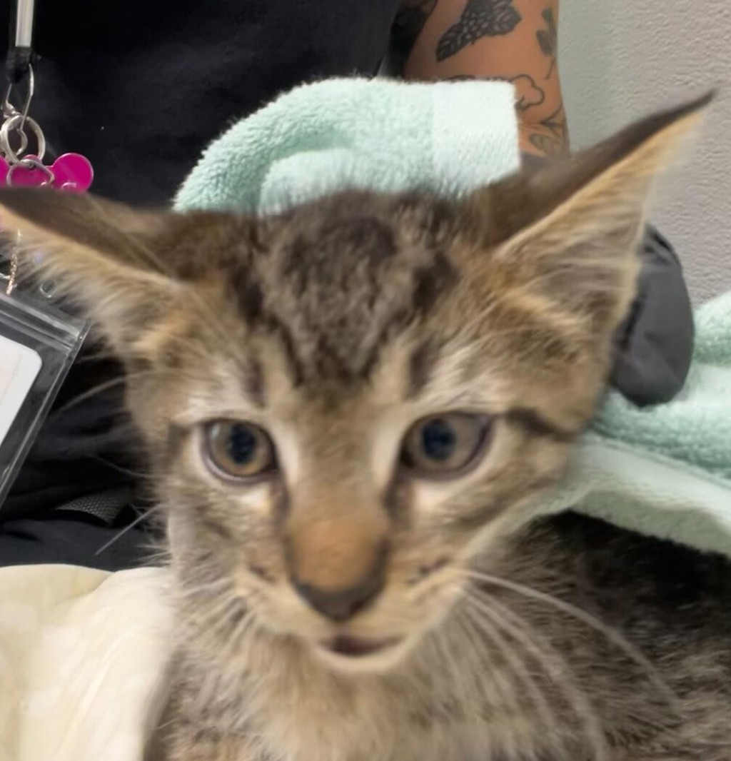Shelter Stray Male Cat last seen Near 43rd Street, San Diego, CA, 92105, 5500 Gaines St, San Diego, CA 92110, USA