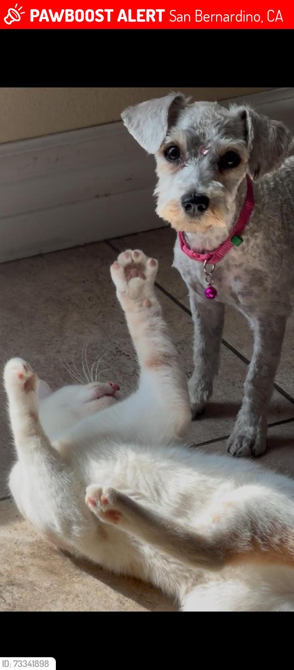 Lost Female Dog last seen Ohio St, San Bernardino, CA 92407