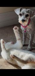 Lost Female Dog last seen Ohio St, San Bernardino, CA 92407