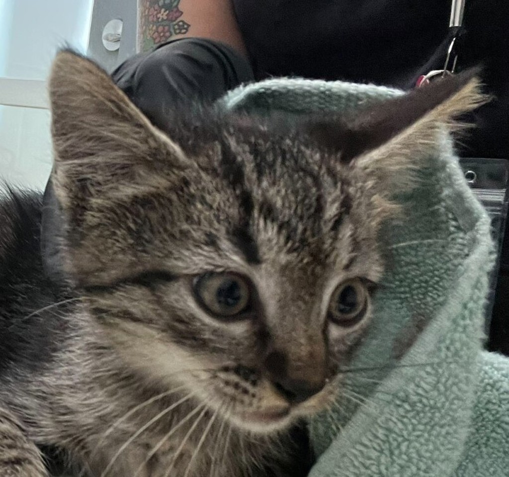 Shelter Stray Male Cat last seen Near 43rd Street, San Diego, CA, 92105, 5500 Gaines St, San Diego, CA 92110, USA