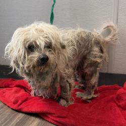 Shelter Stray Male Dog last seen Peterlynn Drive, San Diego, CA, 92154, 5500 Gaines St, San Diego, CA 92110, USA