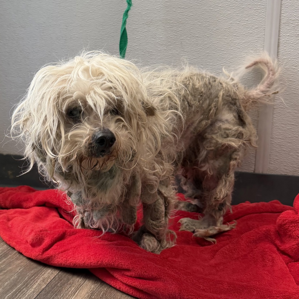 Shelter Stray Male Dog last seen Peterlynn Drive, San Diego, CA, 92154, 5500 Gaines St, San Diego, CA 92110, USA