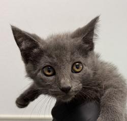 Shelter Stray Female Cat last seen Near Westinghouse Street, San Diego, CA, 92111, 5500 Gaines St, San Diego, CA 92110, USA