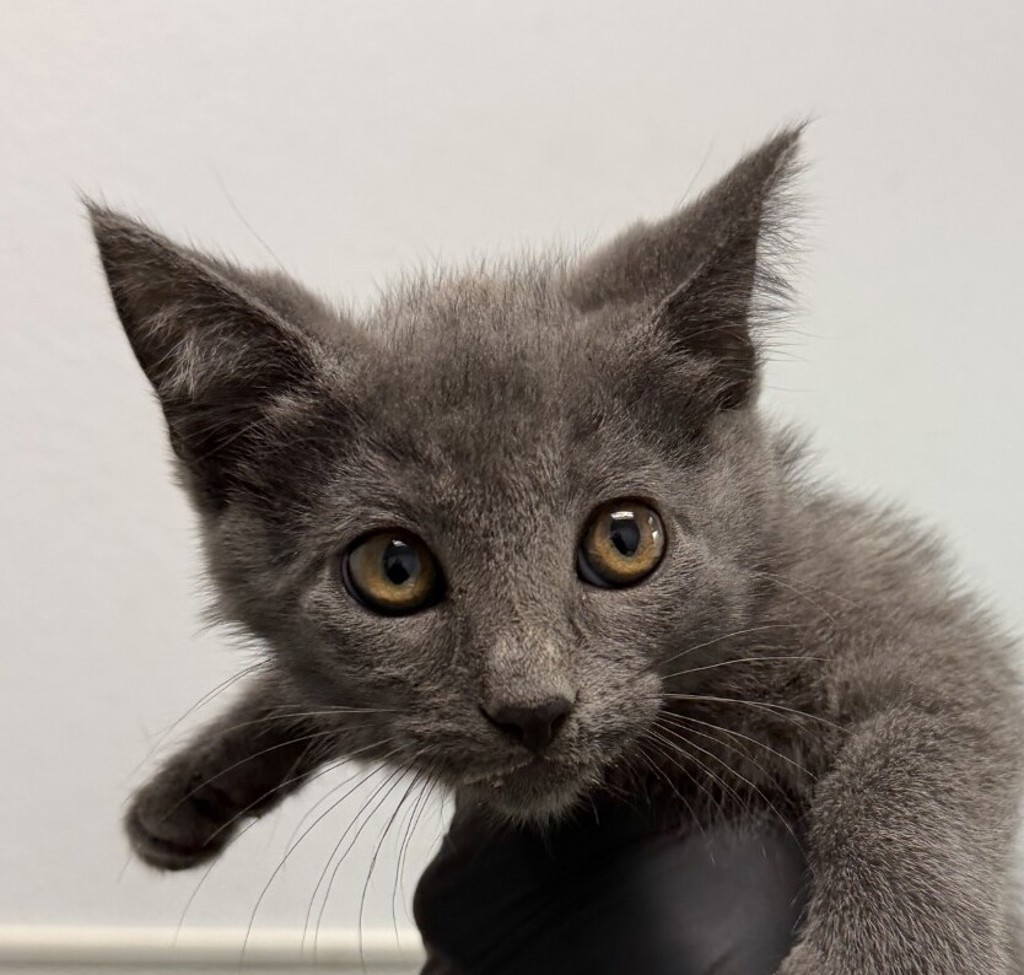 Shelter Stray Female Cat last seen Near Westinghouse Street, San Diego, CA, 92111, 5500 Gaines St, San Diego, CA 92110, USA