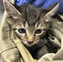 Shelter Stray Female Cat last seen Near W 3rd Avenue, Escondido, CA, 92025, Escondido, CA 92027, USA