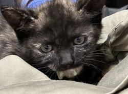 Shelter Stray Female Cat last seen Near W 3rd Avenue, Escondido, CA, 92025, Escondido, CA 92027, USA