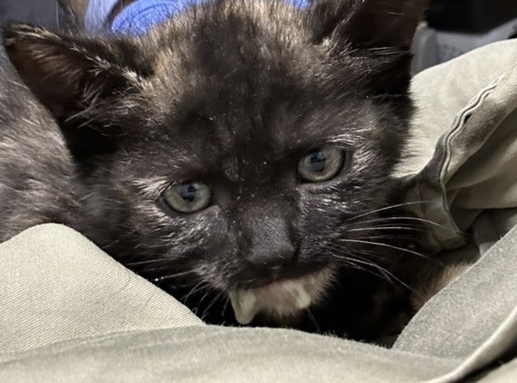 Shelter Stray Female Cat last seen Near W 3rd Avenue, Escondido, CA, 92025, Escondido, CA 92027, USA