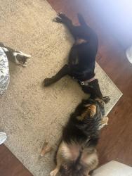 Reunited Male Dog last seen Arroyo Trail, San Angelo, TX 76904