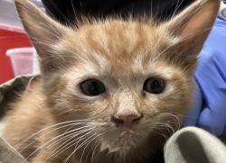 Shelter Stray Male Cat last seen Near W 3rd Avenue, Escondido, CA, 92025, Escondido, CA 92027, USA