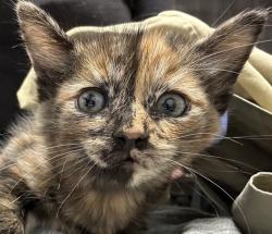 Shelter Stray Female Cat last seen Near W 3rd Avenue, Escondido, CA, 92025, Escondido, CA 92027, USA