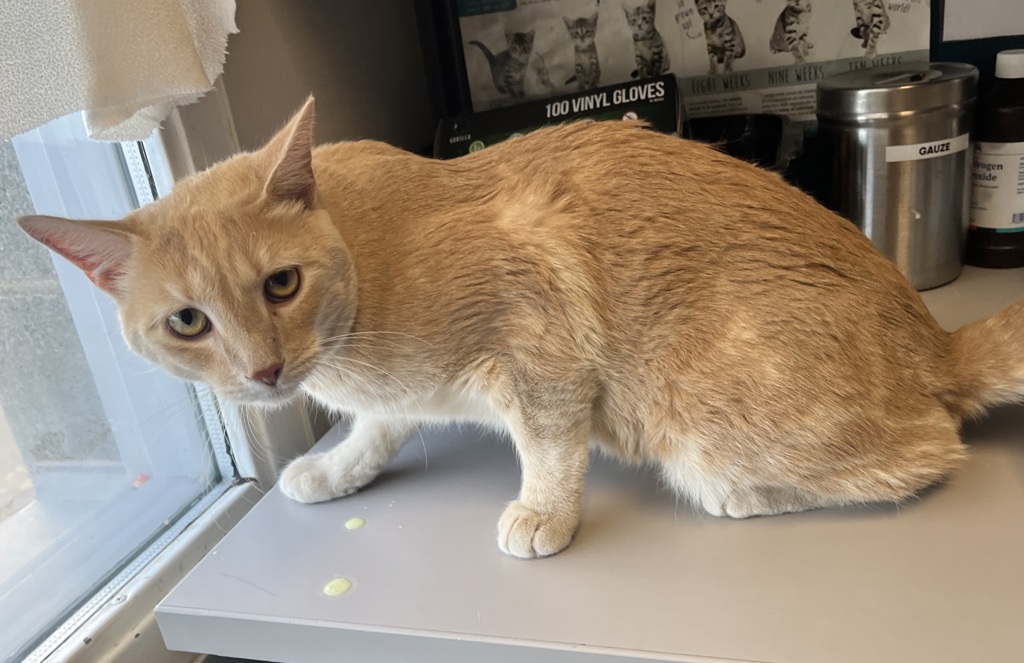 Shelter Stray Male Cat last seen Near S Rutherford Avenue, Bluffdale, UT, 84065, 511 W 3900 S, Salt Lake City, UT 84123, USA