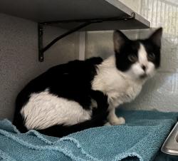 Shelter Stray Female Cat last seen Near E Broadway, SALT LAKE CITY, UT, 84111, 511 W 3900 S, Salt Lake City, UT 84123, USA
