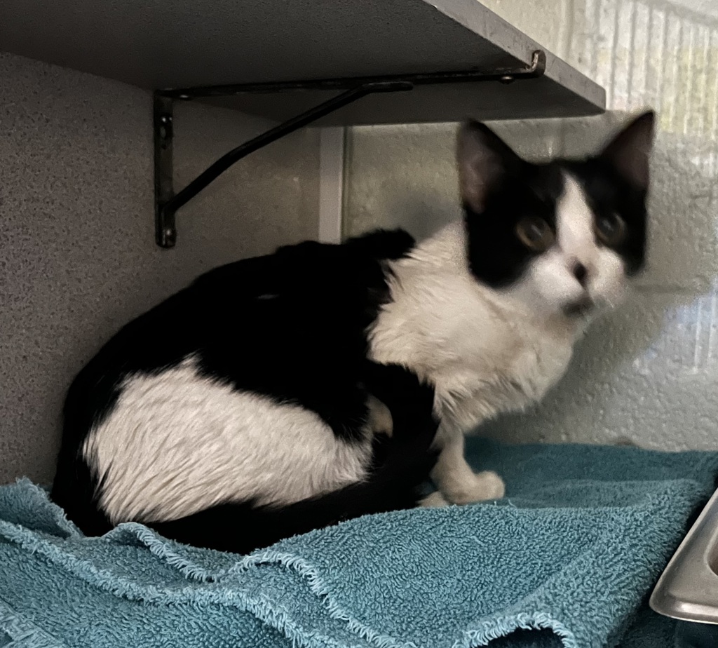 Shelter Stray Female Cat last seen Near E Broadway, SALT LAKE CITY, UT, 84111, 511 W 3900 S, Salt Lake City, UT 84123, USA