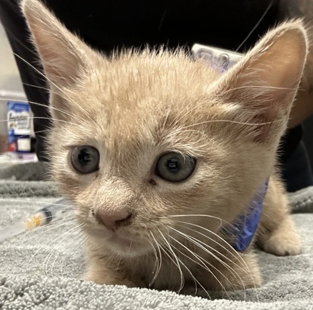 Shelter Stray Female Cat last seen Near W 3rd Avenue, Escondido, CA, 92025, Escondido, CA 92027, USA