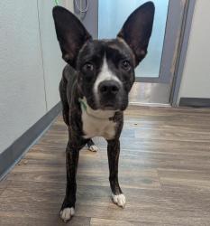Shelter Stray Male Dog last seen Los Alamos Drive, San Diego, CA, 92114, 5500 Gaines St, San Diego, CA 92110, USA