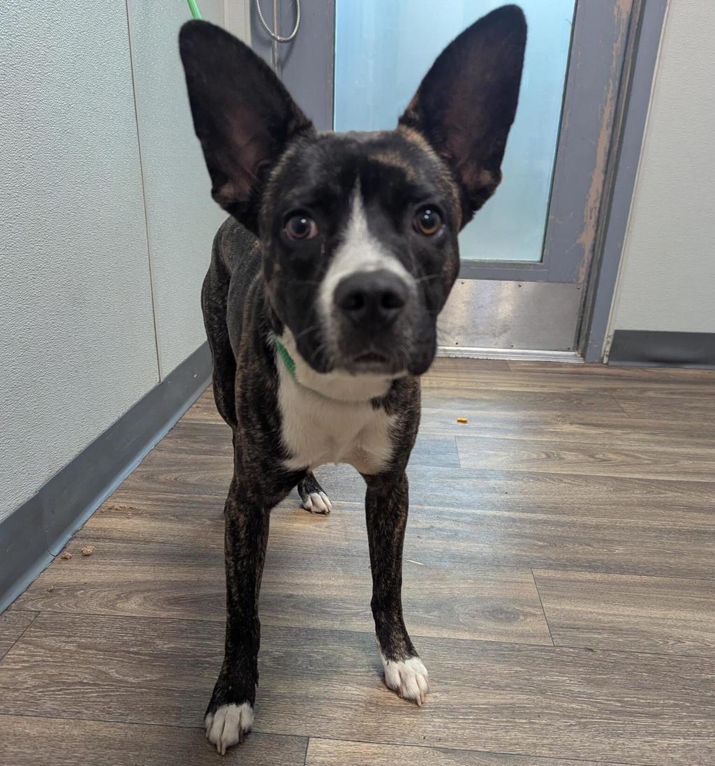 Shelter Stray Male Dog last seen Los Alamos Drive, San Diego, CA, 92114, 5500 Gaines St, San Diego, CA 92110, USA